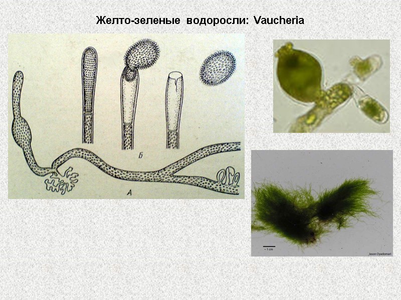 Желто-зеленые водоросли: Vaucheria